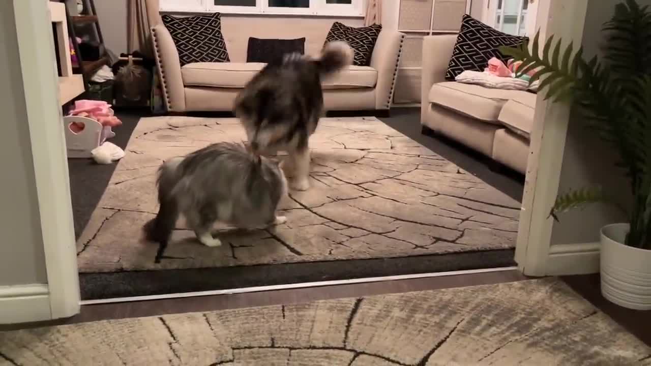 Cat Reacts To Dog Stealing Food! Wait Til The End! (So Funny!!)