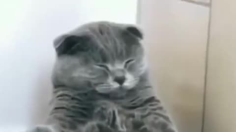 Sleeping beauty Catch 'Em All: The Impact of Cats Funny Clips