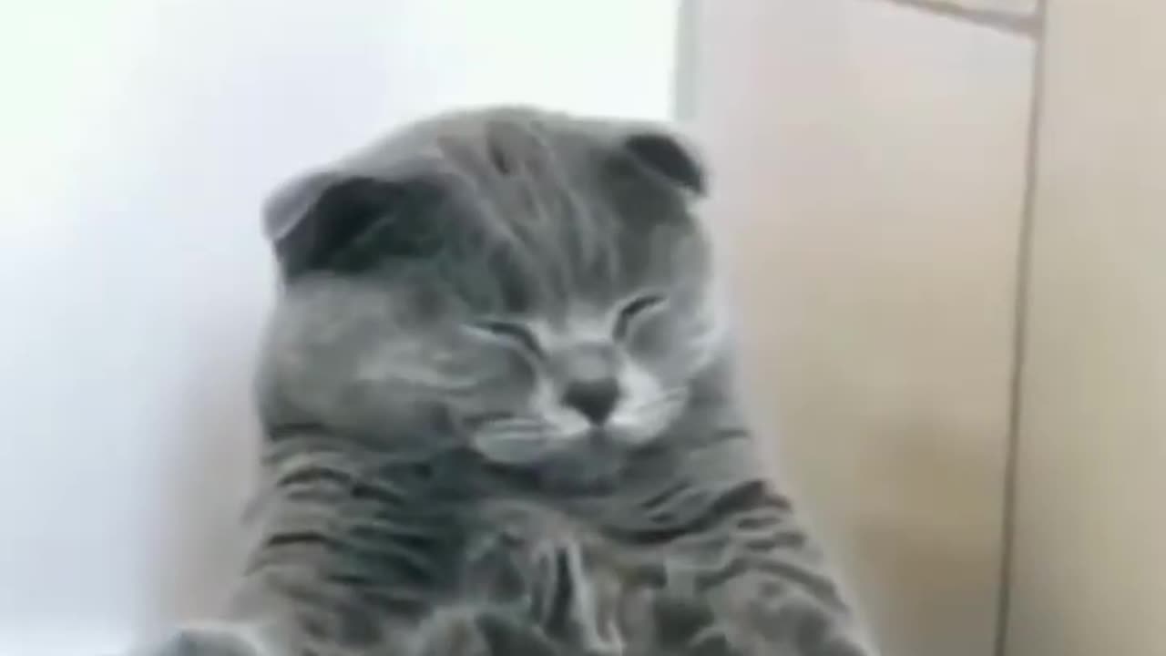 Sleeping beauty Catch 'Em All: The Impact of Cats Funny Clips