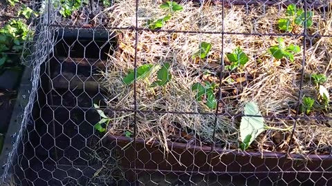 Growing Strawberries... They Need Protection!