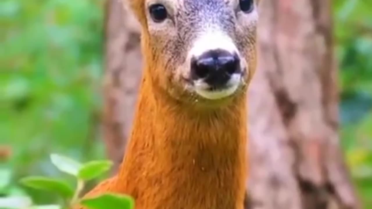 Deer Sound Effects All Sounds The sounds of the deer and twelve horns
