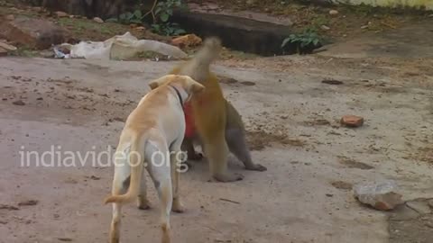 Dog and Monkey Funny video #treading #sreaching #foryou 