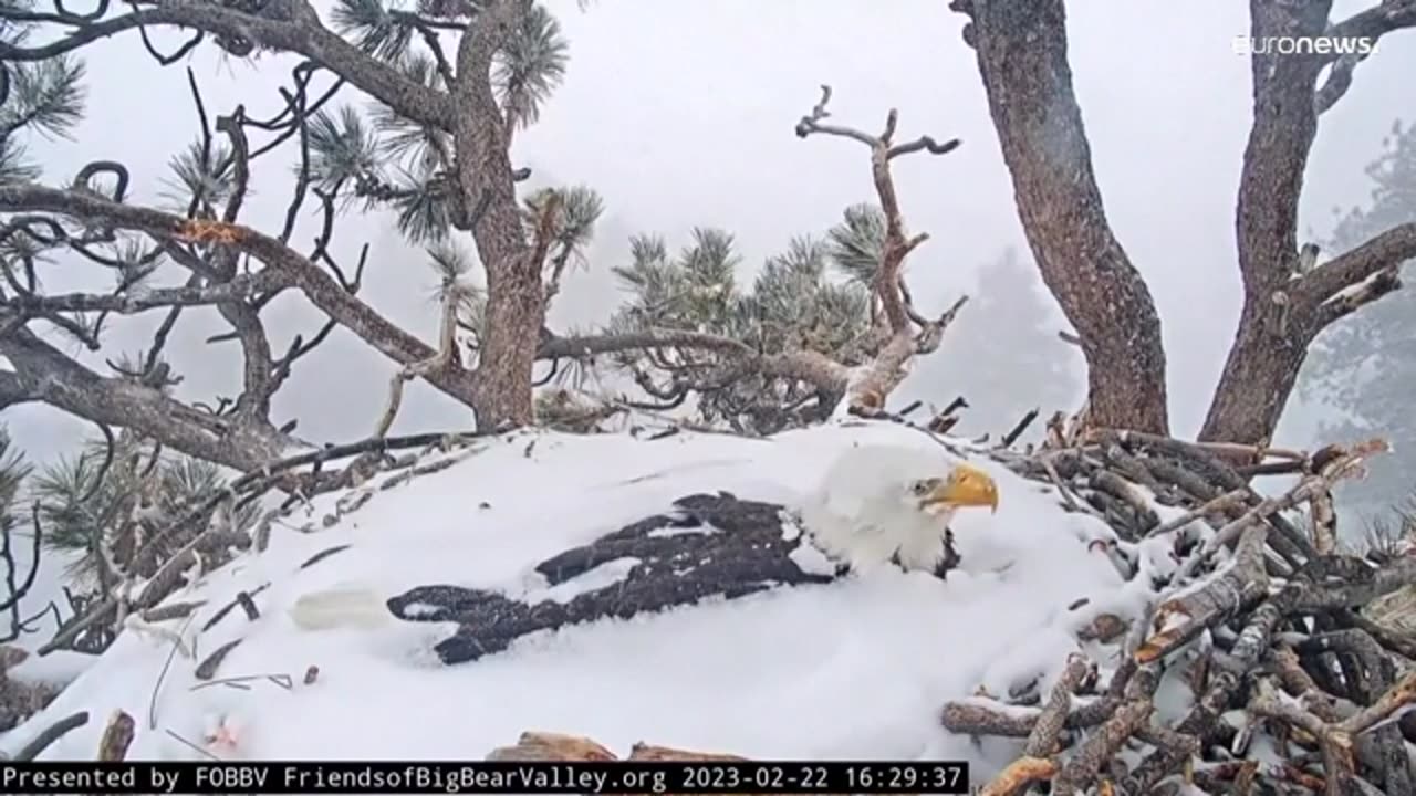 Watch how the eagle protects its eggs