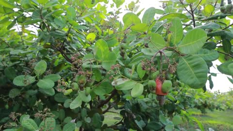 Cashew Cultivation and Cashew Nut Harvesting in My Village-19