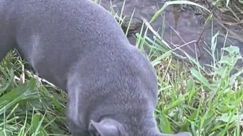 Blu Discovers Water For the First Time