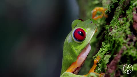 COSTA RICA IN 4K
