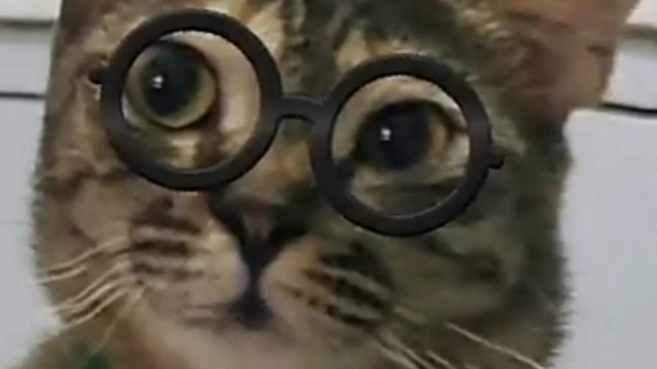 Kucing bicara