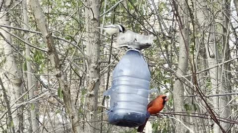 James Gardens Toronto Oasis for Happy Birds