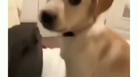 When dogs get angry