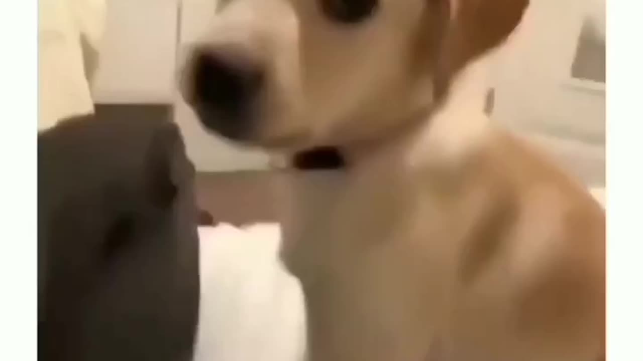 When dogs get angry