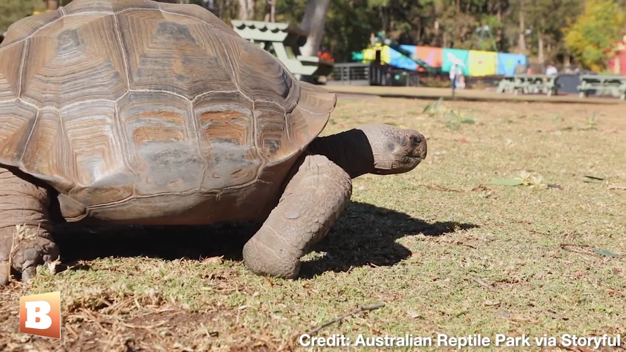 Come Again?! Tortoise Who Met Her Mate on TINDER Enjoys Spa Day