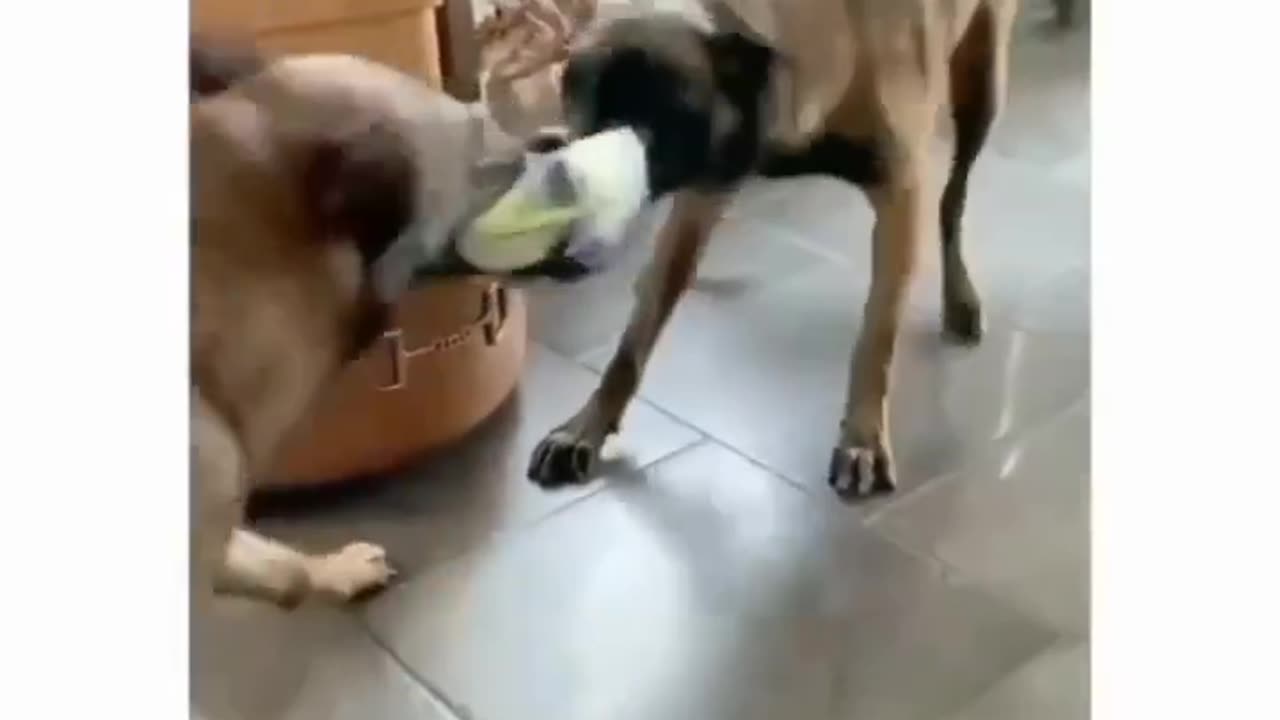 Two dogs fighting for ball on beats. Watch till end ❤️