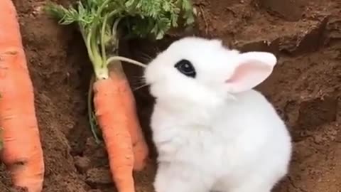 Oh What A Cute Bunny Rabbit #shorts #viral #shortsvideo #video