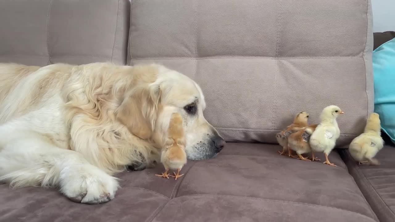 What does a Golden Retriever do when sees Baby Chicks