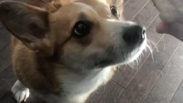 play dog meat