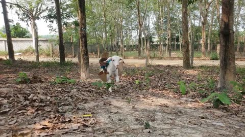 Funniest Animals Video - Best Monkey CUTIS🙈 and Goat🐐, Dog🐶Videos of 2023 Compilation!