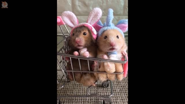 Cute Hamster Compilation | Cutest Hamster In The World