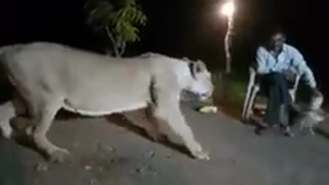 Another video of illegal lion show in Gir goes viral