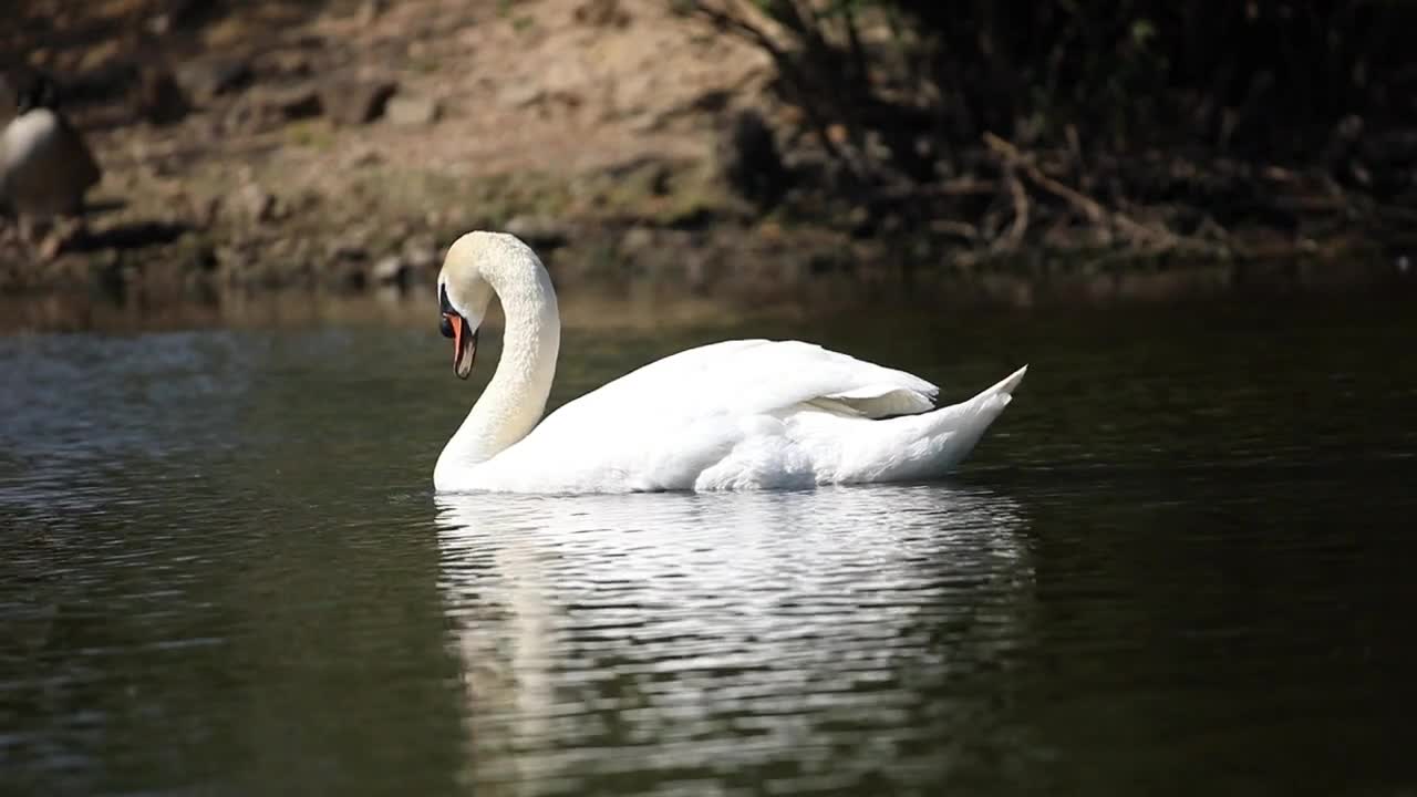 Goose floating on the surface of the water