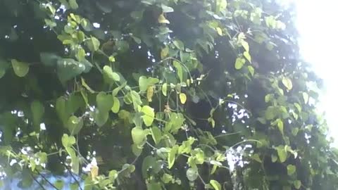 Large passion fruit plant in the botanical garden, there are fruits in it [Nature & Animals]