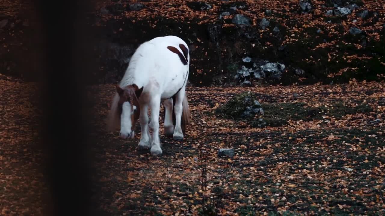 Horse Stock Footage