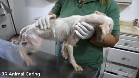 Amazing transformation of sick dog