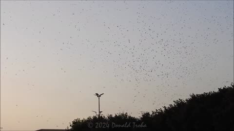 Purple Martins