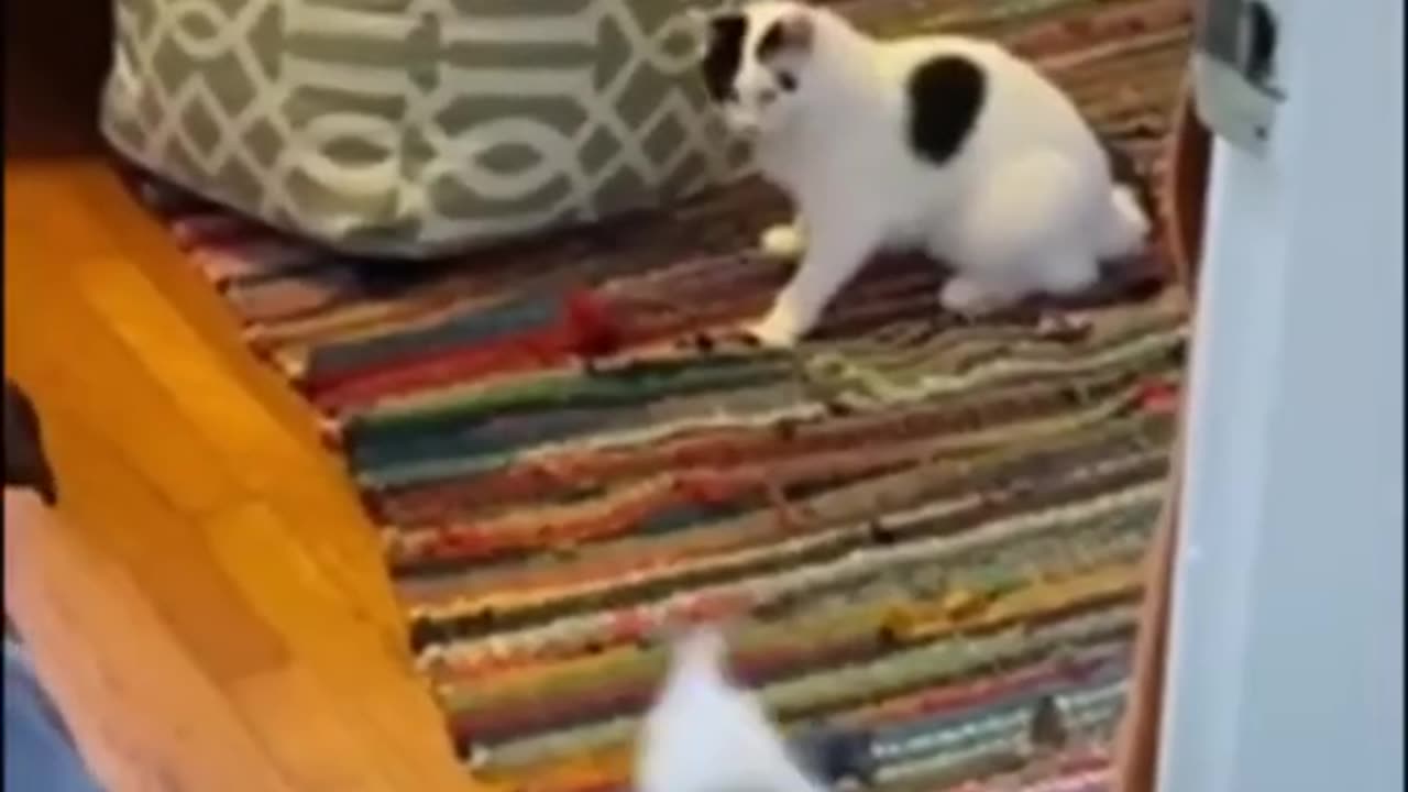 Funny Pets. Cats&Dogs. Must watch for laughs!