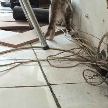 STRUGGLE...CAT lOOKING FOR SOMETHING