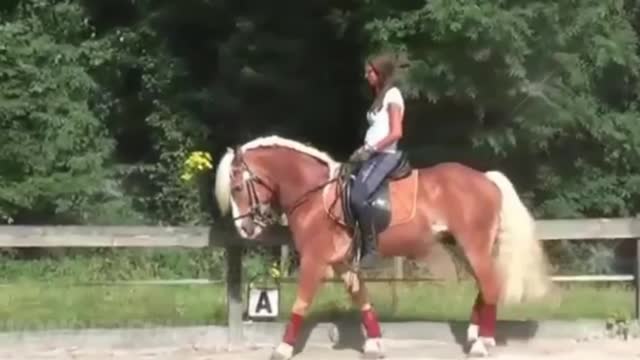 Horse SOO Cute! Cute And funny horse Videos Compilation cute moment #wonderfulworld #wonderful_world