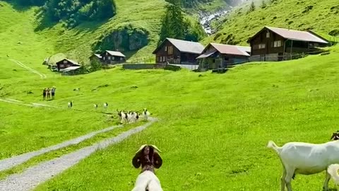 goat herders