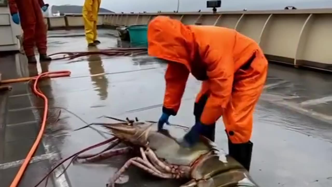 gigantic shrimp fish hunting