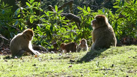 Monkey
