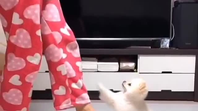 Pomeranian dog version