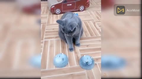 cute and funny cat videos,mom and baby cat cute and funny cat,cute funny cat videos 2021,