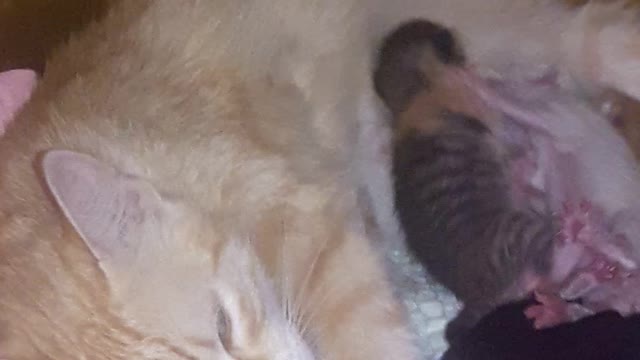 funny four kittens fighting for breastfeeding to survive