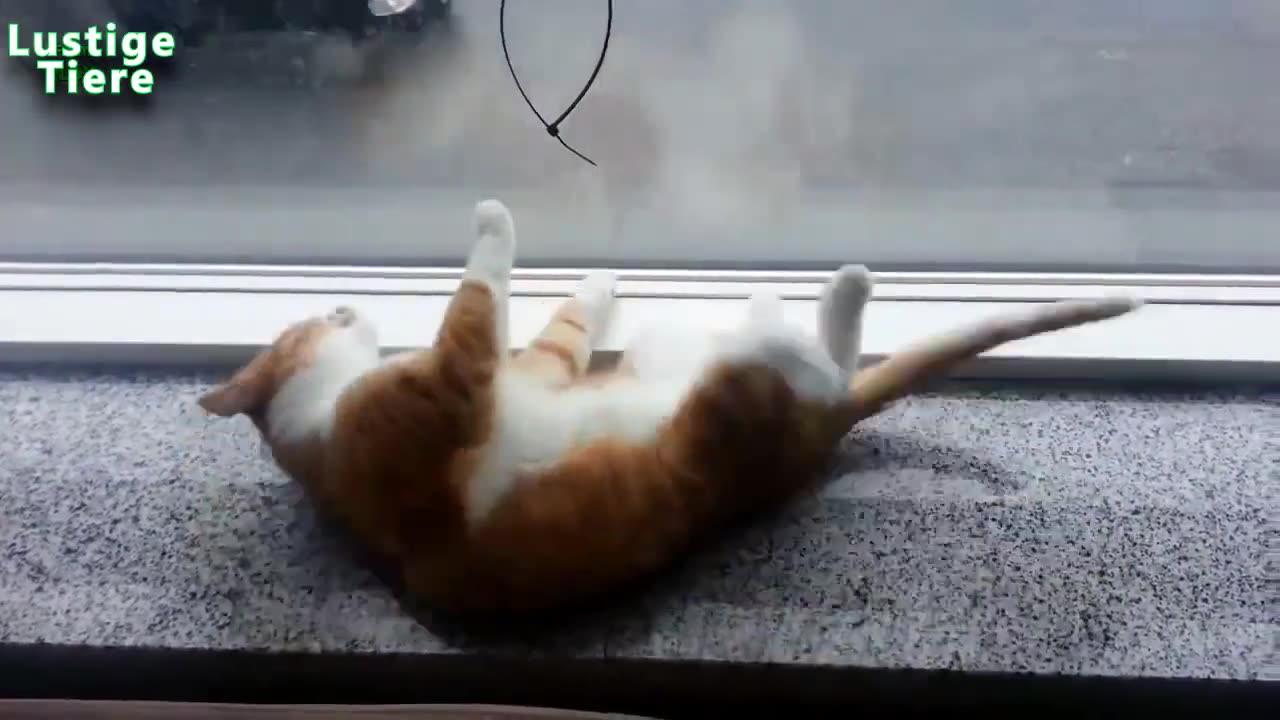 Funny Cat Videos