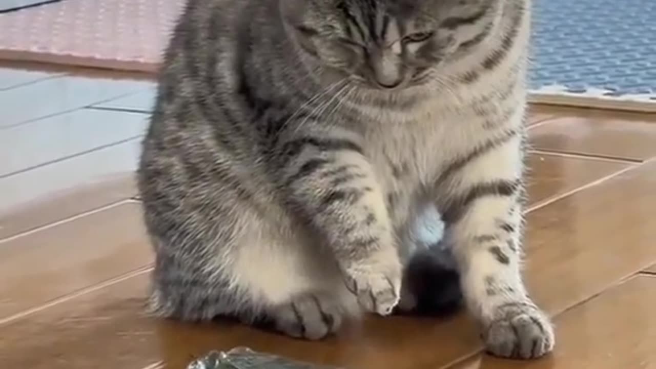 Frog and Cats