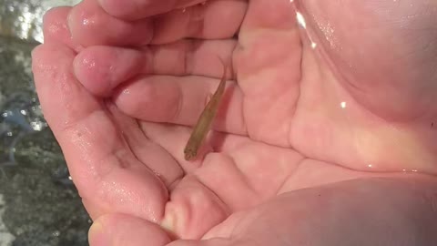 killifish escaping from hand