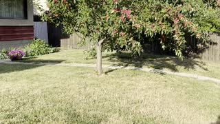 Very beautiful red fruits tree