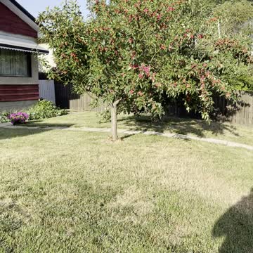 Very beautiful red fruits tree