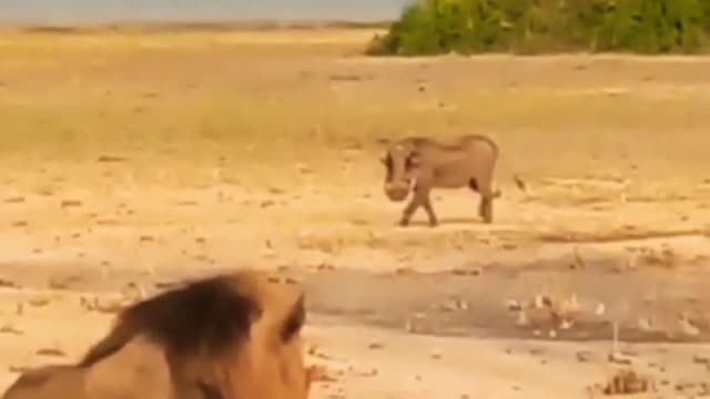 Warthog Not Scared From Male Lion.