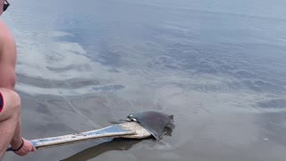 Saving a Baby Manta Ray from Receding Tide