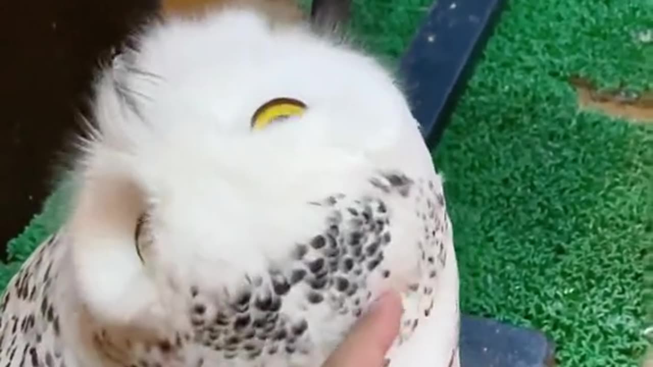 This owl is fascinating...