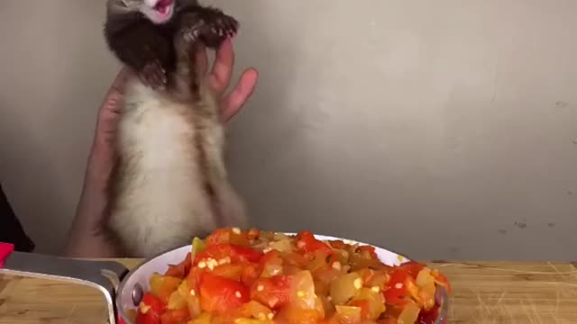 In memory of Ratatouille ❤️