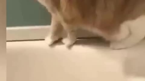 Funny Cats