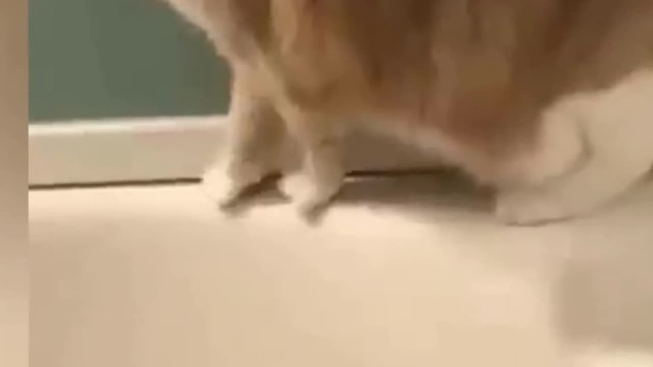 Funny Cats