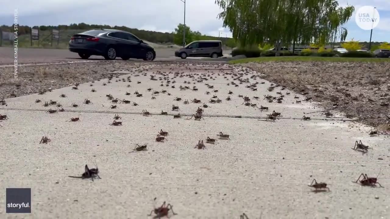 Millions of 'nightmarish' Mormon crickets invade cities | USA TODAY and or yes