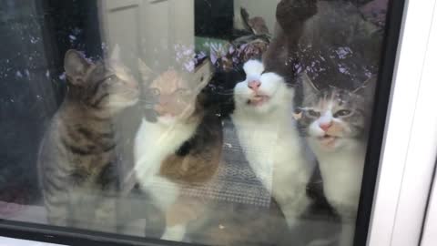 The story of a stray cat seeking adoption
