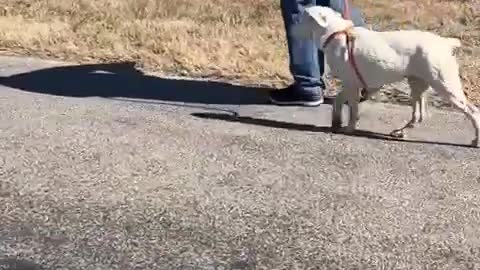 #33 January 2022 white lab mix